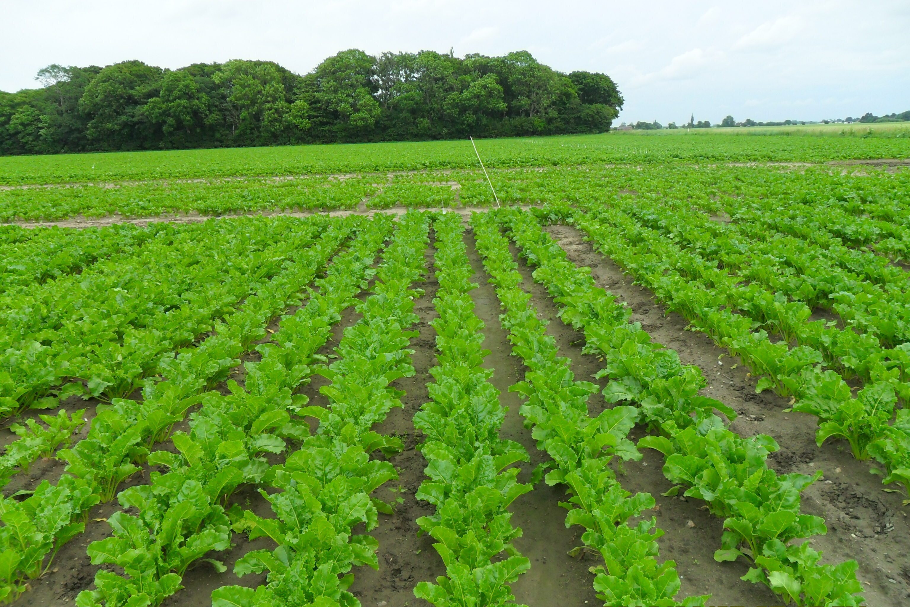 keyfiyyet-ve-qida-tehlukesizliyi-siyaseti